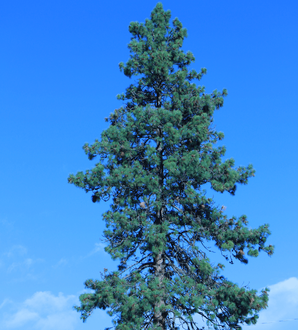 Tall pine tree against clear blue sky.