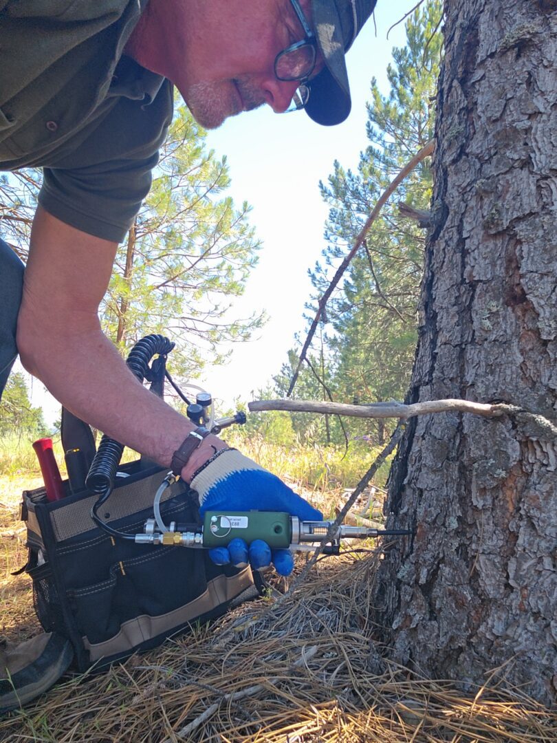 Technician injecting tree with equipment outdoors